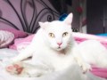 Blanco (3)